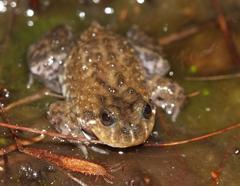Poyntonia paludicola