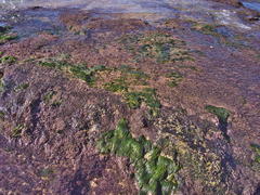 Chaetomorpha antennina