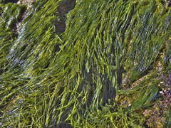 Chaetomorpha antennina