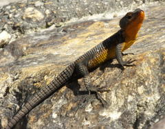 Ninurta coeruleopunctatus