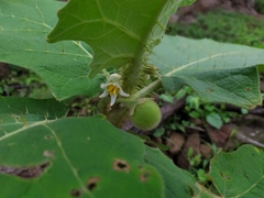 Solanum candidum