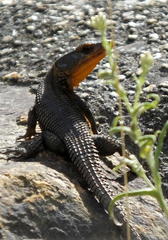Ninurta coeruleopunctatus