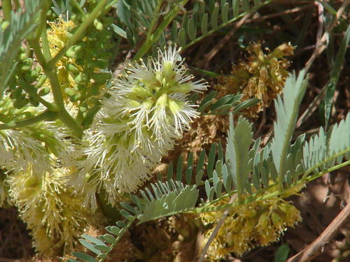 Entada elephantina (= Elephantorrhiza elephantina)