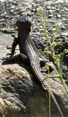 Ninurta coeruleopunctatus