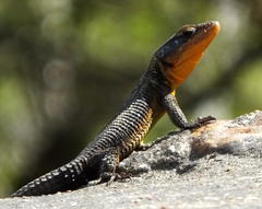 Ninurta coeruleopunctatus