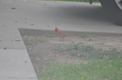 Cardinalis cardinalis