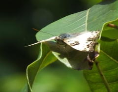 Cymothoe alcimeda alcimeda