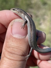 Plestiodon multivirgatus