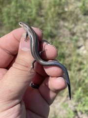 Plestiodon multivirgatus