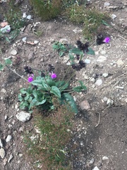 Mirabilis melanotricha