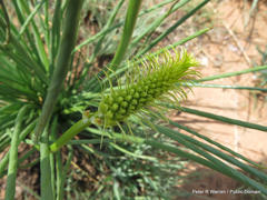 Bulbine angustifolia