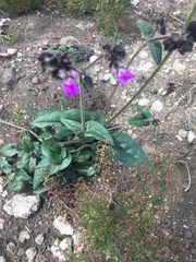 Mirabilis melanotricha