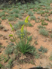 Bulbine angustifolia
