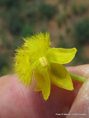 Bulbine angustifolia