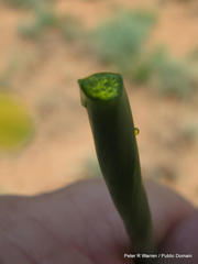 Bulbine angustifolia