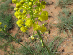Bulbine angustifolia