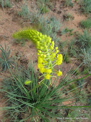 Bulbine angustifolia