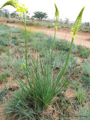 Bulbine angustifolia