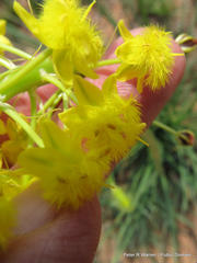 Bulbine angustifolia