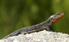Ninurta coeruleopunctatus