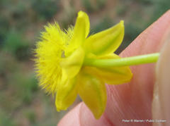 Bulbine angustifolia