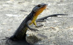 Ninurta coeruleopunctatus