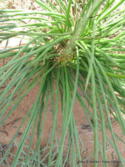 Bulbine angustifolia