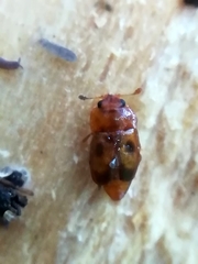 Epuraea ocularis
