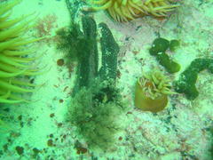 Pentacta doliolum