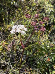Ostericum tenuifolium