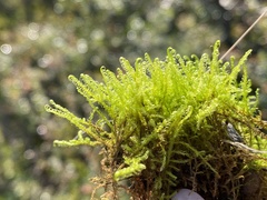 Drepanocladus