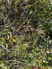 Ostericum tenuifolium
