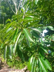 Sapium glandulosum