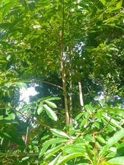 Sapium glandulosum