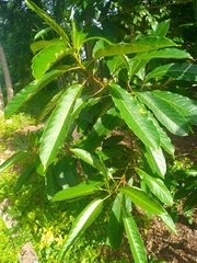 Sapium glandulosum