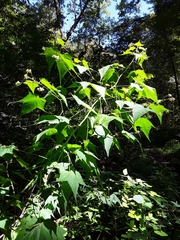 Ripariosida hermaphrodita