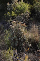 Crassula arborescens arborescens