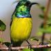 Lowveld Collared Sunbird - Photo (c) Kate Braun, some rights reserved (CC BY-NC), uploaded by Kate Braun