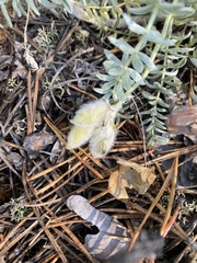 Oxytropis lanata