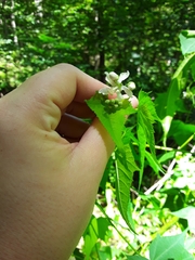 Ripariosida hermaphrodita