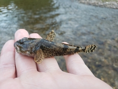 Cottus rhotheus
