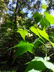 Ripariosida hermaphrodita