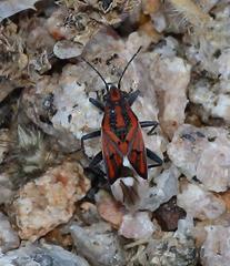 Haemobaphus concinnus