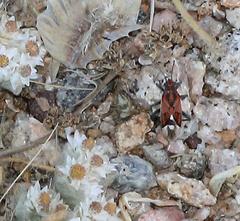 Haemobaphus concinnus