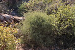 Lacomucinaea lineata