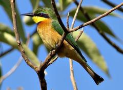 Merops pusillus argutus