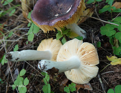 Russula firmula