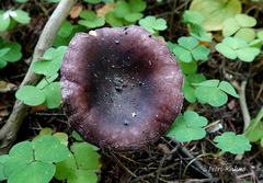 Russula firmula