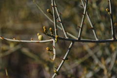 Lacomucinaea lineata