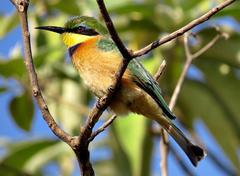 Merops pusillus argutus